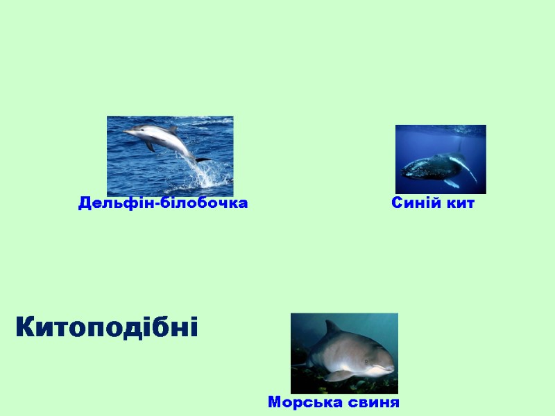 Синій кит Дельфін-білобочка Морська свиня Китоподібні